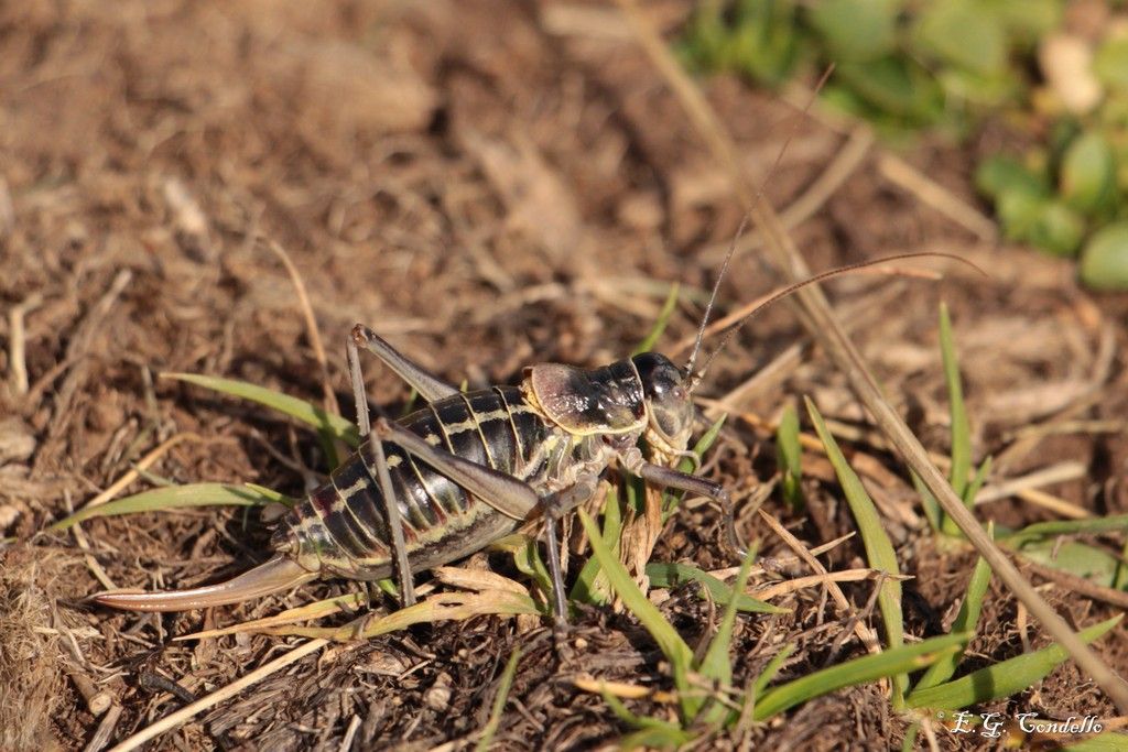 Tettigoniidae da identificare